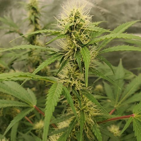 Wedding Cake Auto 1 [3/4] growlog timeline photo