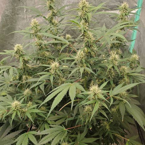 Wedding Cake Auto 1 [3/4] growlog timeline photo