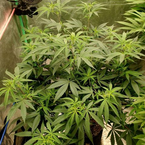 Scooby Snacks 1i 🐕 [4/15] growlog timeline photo