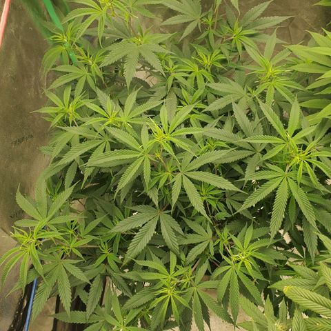 Scooby Snacks 1i 🐕 [4/15] growlog timeline photo