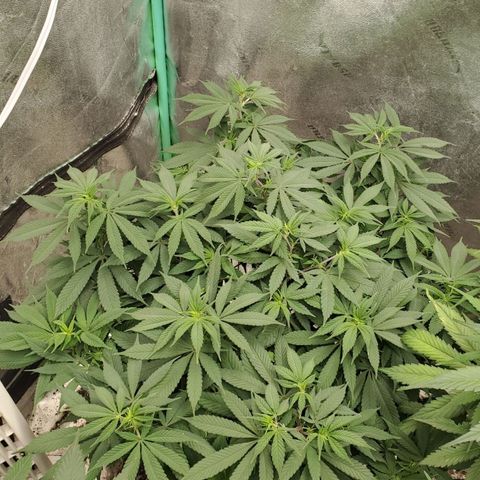 Dragon Mints 4💥 [4/29] growlog timeline photo