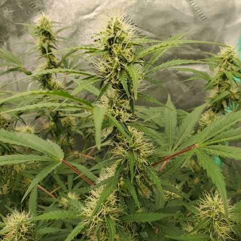 Wedding Cake Auto 1 [3/4] growlog timeline photo