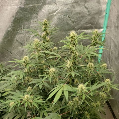Wedding Cake Auto 1 [3/4] growlog timeline photo