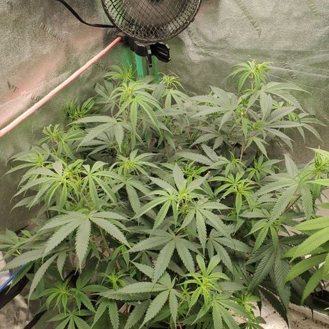Scooby Snacks 1i 🐕 [4/15] growlog timeline photo