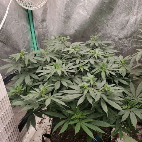 Dragon Mints 4💥 [4/29] growlog timeline photo