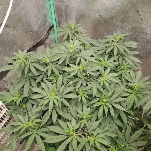 Dragon Mints 4💥 [4/29] growlog timeline photo