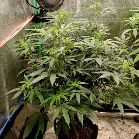 Scooby Snacks 1i 🐕 [4/15] growlog timeline photo