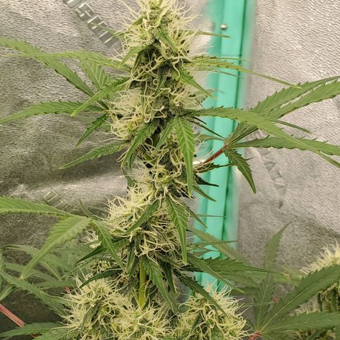Wedding Cake Auto 1 [3/4] growlog timeline photo