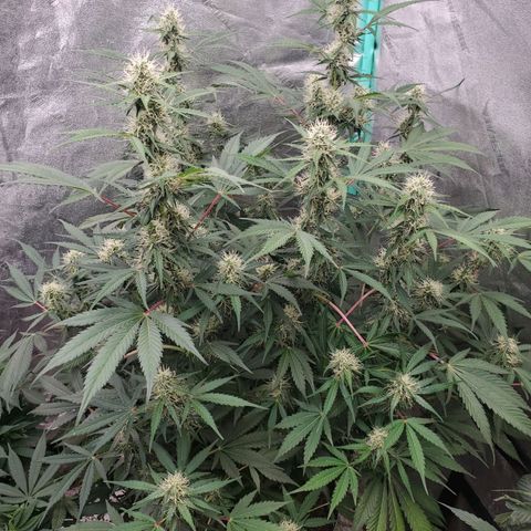 Wedding Cake Auto 1 [3/4] growlog timeline photo