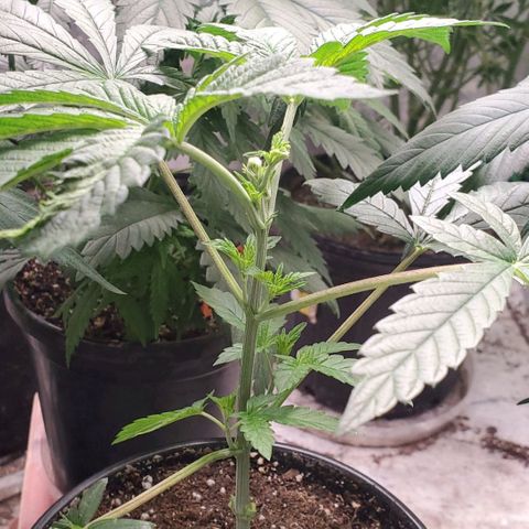 Vanilla Drip 1🍦 [6/24] growlog timeline photo