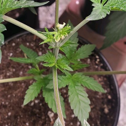 Vanilla Drip 1🍦 [6/24] growlog timeline photo