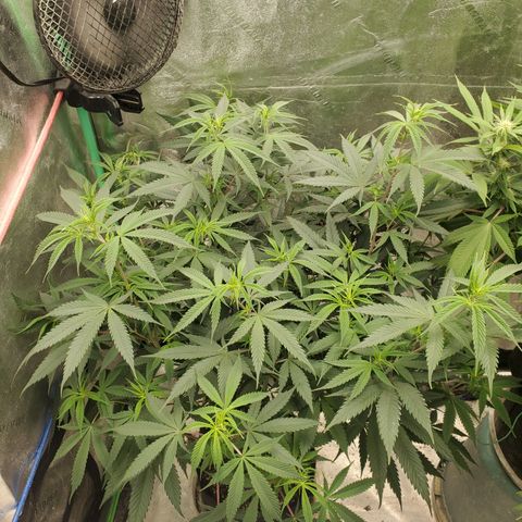 Scooby Snacks 1i 🐕 [4/15] growlog timeline photo
