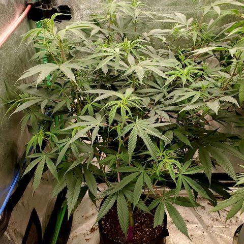 Scooby Snacks 1i 🐕 [4/15] growlog timeline photo