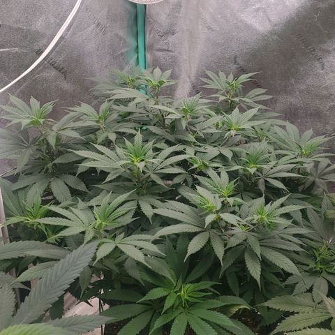 Dragon Mints 4💥 [4/29] growlog timeline photo