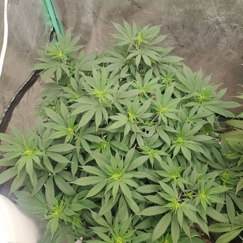 Dragon Mints 4💥 [4/29] growlog timeline photo