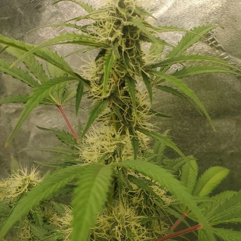Wedding Cake Auto 1 [3/4] growlog timeline photo