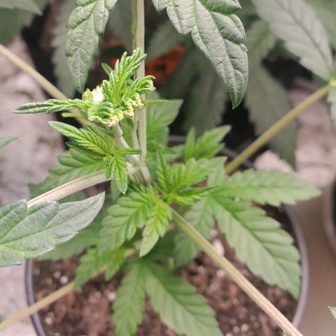 Vanilla Drip 1🍦 [6/24] growlog timeline photo