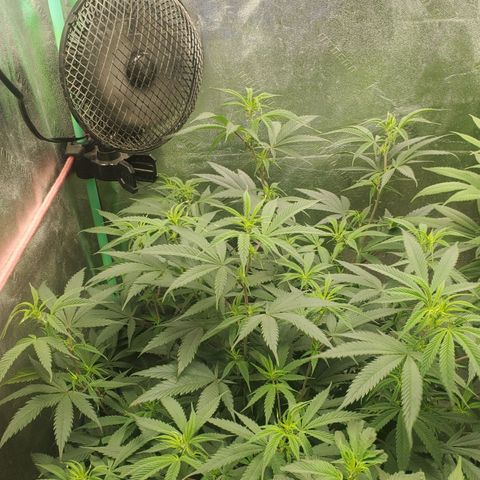Scooby Snacks 1i 🐕 [4/15] growlog timeline photo