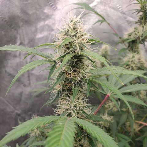 Wedding Cake Auto 1 [3/4] growlog timeline photo