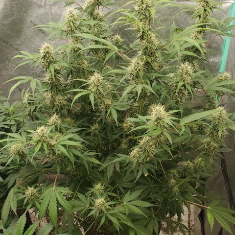 Wedding Cake Auto 1 [3/4] growlog timeline photo