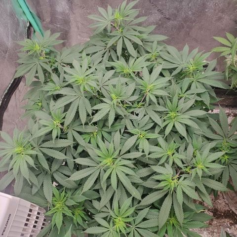 Dragon Mints 4💥 [4/29] growlog timeline photo