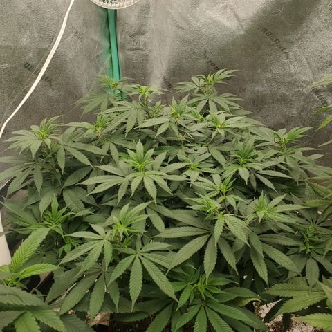 Dragon Mints 4💥 [4/29] growlog timeline photo