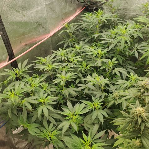 Scooby Snacks 1i 🐕 [4/15] growlog timeline photo