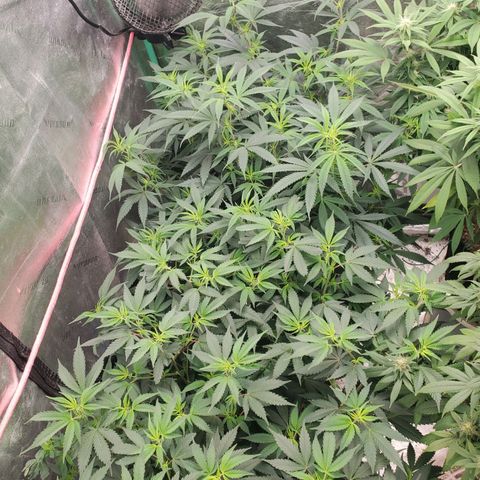 Scooby Snacks 1i 🐕 [4/15] growlog timeline photo