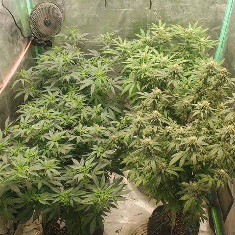 Scooby Snacks 1i 🐕 [4/15] growlog timeline photo