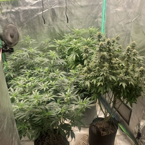 Scooby Snacks 1i 🐕 [4/15] growlog timeline photo