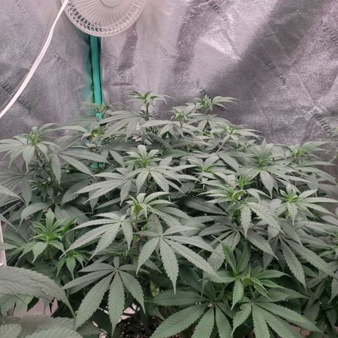 Dragon Mints 4💥 [4/29] growlog timeline photo