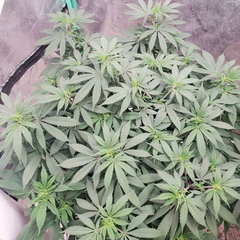 Dragon Mints 4💥 [4/29] growlog timeline photo