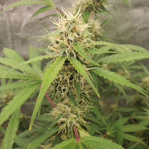 Wedding Cake Auto 1 [3/4] growlog timeline photo