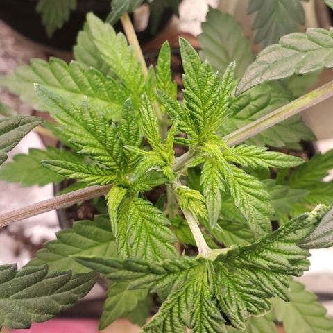 Vanilla Drip 1🍦 [6/24] growlog timeline photo