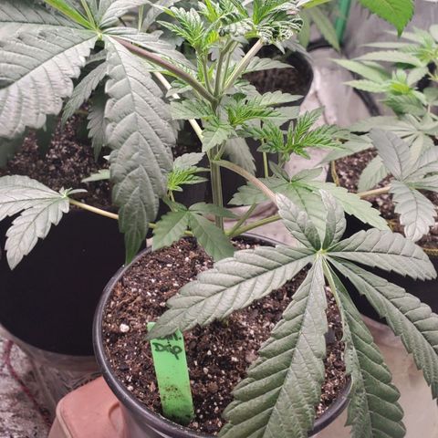 Vanilla Drip 1🍦 [6/24] growlog timeline photo