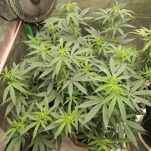 Scooby Snacks 1i 🐕 [4/15] growlog timeline photo