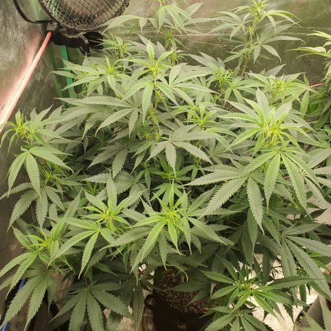 Scooby Snacks 1i 🐕 [4/15] growlog timeline photo
