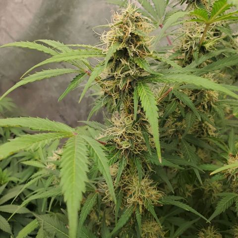 Wedding Cake Auto 1 [3/4] growlog timeline photo