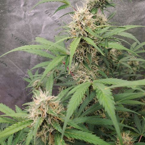 Wedding Cake Auto 1 [3/4] growlog timeline photo