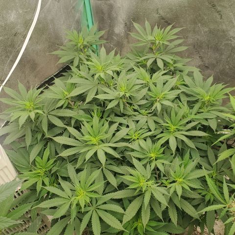 Dragon Mints 4💥 [4/29] growlog timeline photo