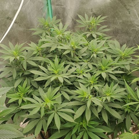 Dragon Mints 4💥 [4/29] growlog timeline photo