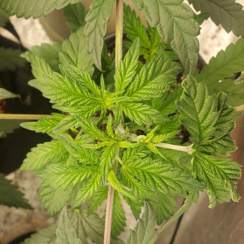 Vanilla Drip 1🍦 [6/24] growlog timeline photo