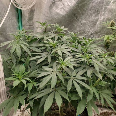 Dragon Mints 4💥 [4/29] growlog timeline photo