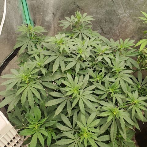 Dragon Mints 4💥 [4/29] growlog timeline photo