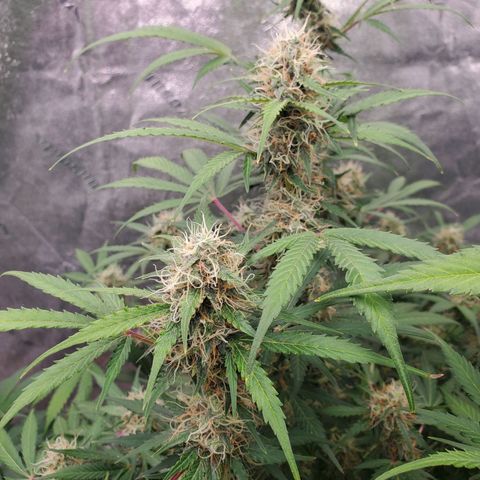 Wedding Cake Auto 1 [3/4] growlog timeline photo