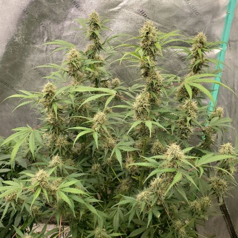 Wedding Cake Auto 1 [3/4] growlog timeline photo