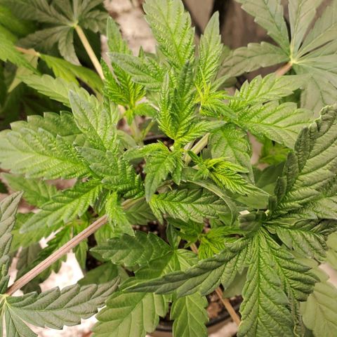 Vanilla Drip 1🍦 [6/24] growlog timeline photo