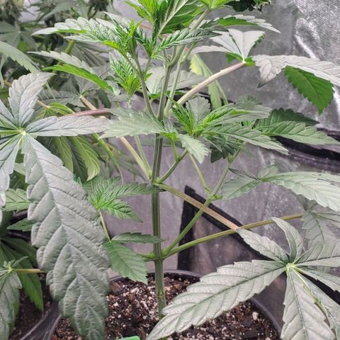 Vanilla Drip 1🍦 [6/24] growlog timeline photo