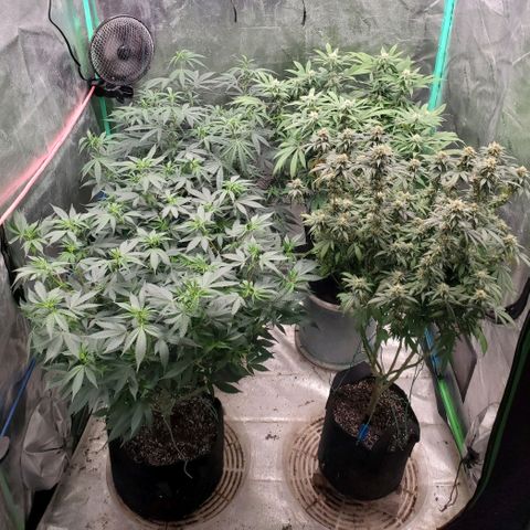 Scooby Snacks 1i 🐕 [4/15] growlog timeline photo