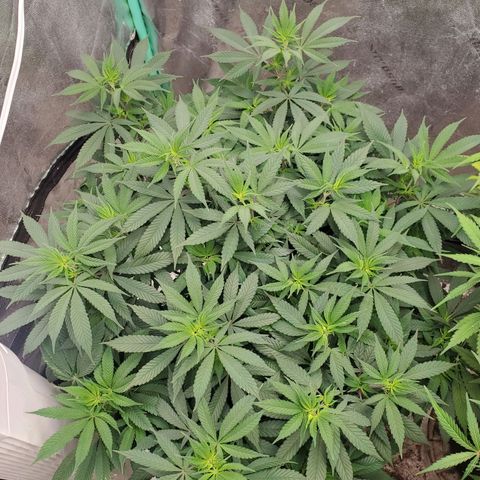 Dragon Mints 4💥 [4/29] growlog timeline photo